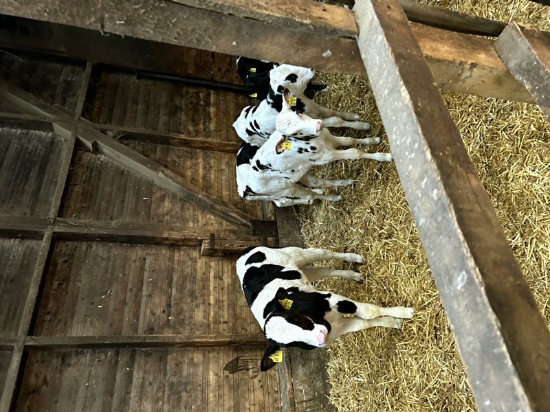 Besuch auf dem Bauernhof 02 DCE